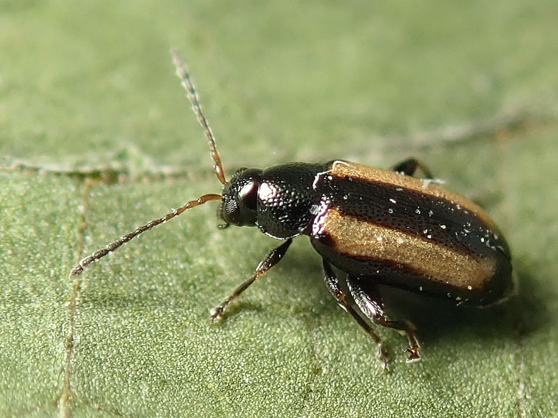 Chrysomelidae: Phyllotreta vittula? S.